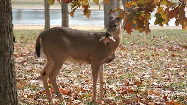 deer1.jpg
